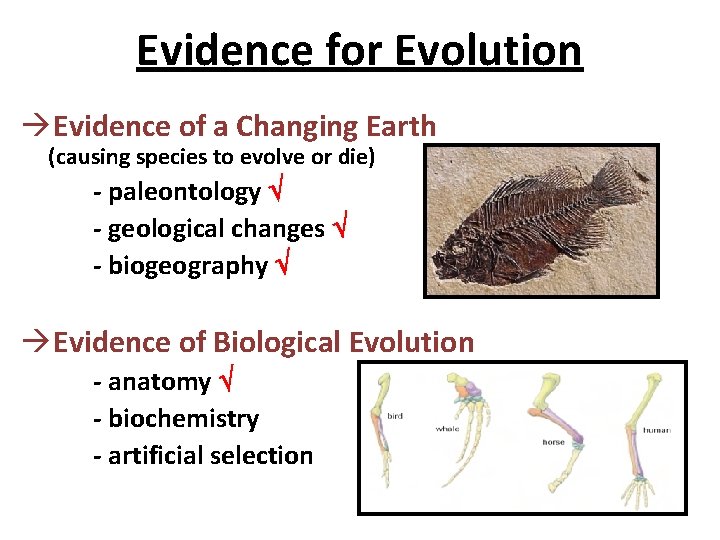 Evidence for Evolution àEvidence of a Changing Earth (causing species to evolve or die)