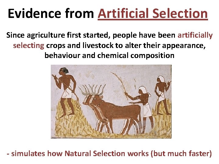 Evidence from Artificial Selection Since agriculture first started, people have been artificially selecting crops