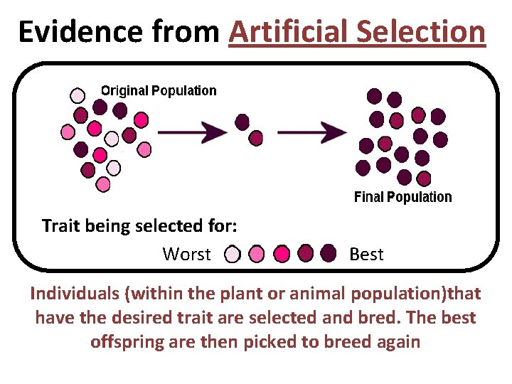 Evidence from Artificial Selection Trait being selected for: Worst Best Individuals (within the plant