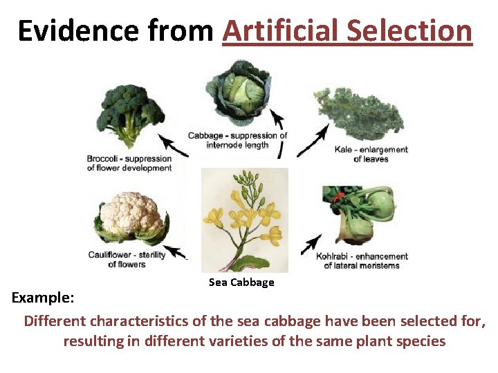 Evidence from Artificial Selection Sea Cabbage Example: Different characteristics of the sea cabbage have