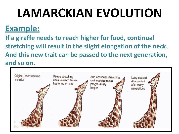 LAMARCKIAN EVOLUTION Example: If a giraffe needs to reach higher food, continual stretching will