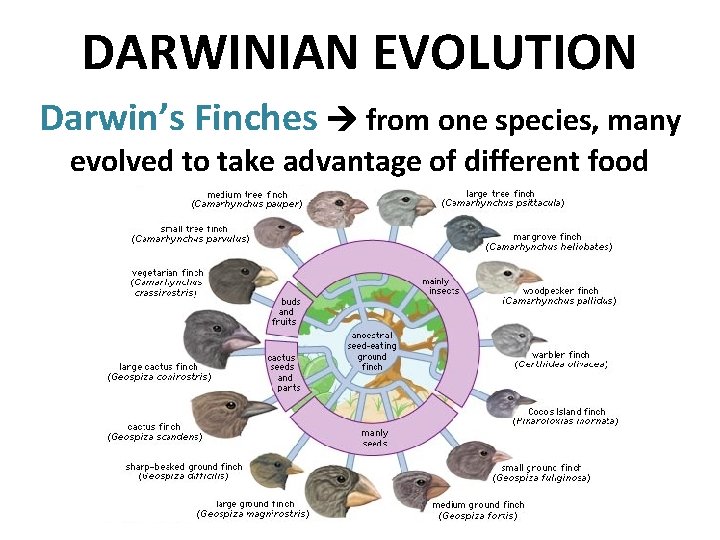 DARWINIAN EVOLUTION Darwin’s Finches from one species, many evolved to take advantage of different