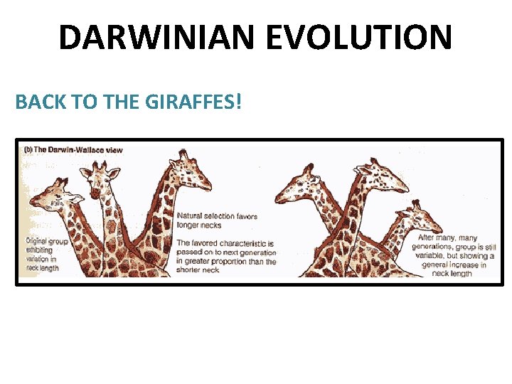 DARWINIAN EVOLUTION BACK TO THE GIRAFFES! 