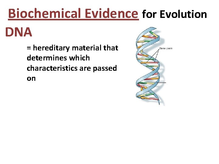 Biochemical Evidence for Evolution DNA = hereditary material that determines which characteristics are passed