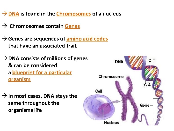 à DNA is found in the Chromosomes of a nucleus à Chromosomes contain Genes