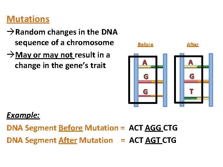 Mutations àRandom changes in the DNA sequence of a chromosome àMay or may not