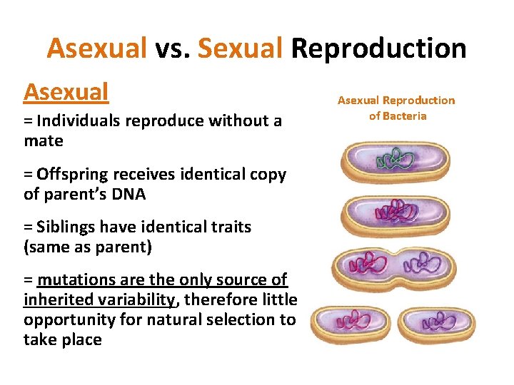 Asexual vs. Sexual Reproduction Asexual = Individuals reproduce without a mate = Offspring receives