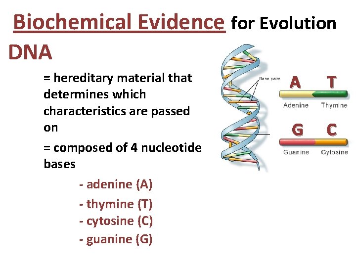 Biochemical Evidence for Evolution DNA = hereditary material that determines which characteristics are passed