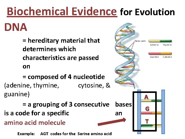 Biochemical Evidence for Evolution DNA = hereditary material that determines which characteristics are passed