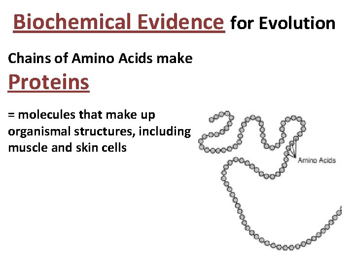 Biochemical Evidence for Evolution Chains of Amino Acids make Proteins = molecules that make