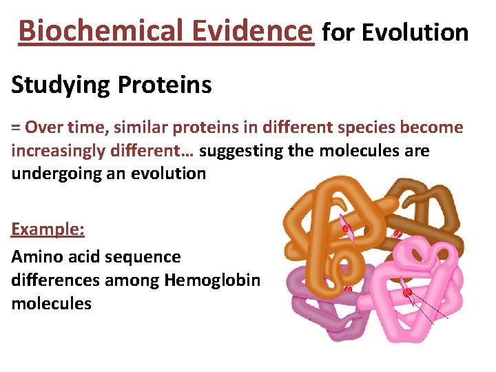 Biochemical Evidence for Evolution Studying Proteins = Over time, similar proteins in different species