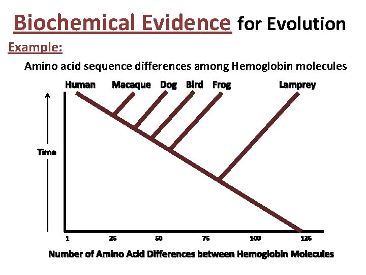 Biochemical Evidence for Evolution Example: Amino acid sequence differences among Hemoglobin molecules Human Macaque