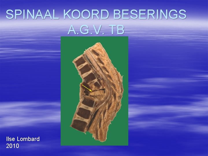 SPINAAL KOORD BESERINGS A. G. V. TB Ilse Lombard 2010 