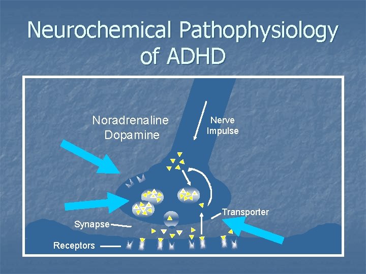 Neurochemical Pathophysiology of ADHD Noradrenaline Dopamine Nerve Impulse Transporter Synapse Receptors 