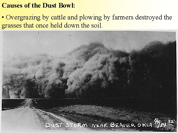 Causes of the Dust Bowl: • Overgrazing by cattle and plowing by farmers destroyed