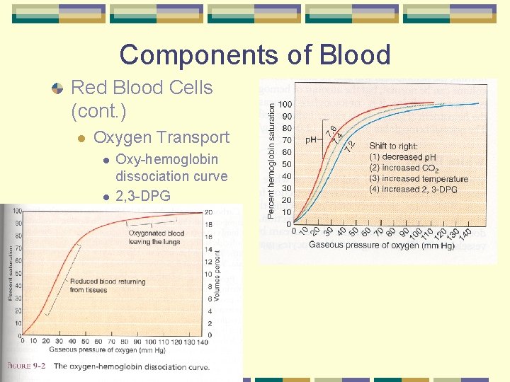 Components of Blood Red Blood Cells (cont. ) l Oxygen Transport l l Oxy-hemoglobin