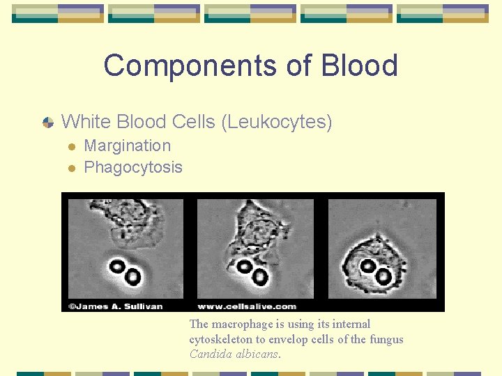 Components of Blood White Blood Cells (Leukocytes) l l Margination Phagocytosis The macrophage is