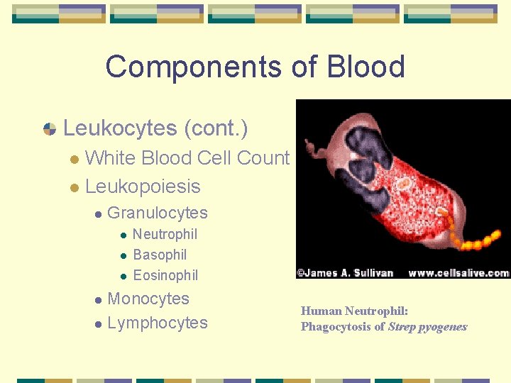 Components of Blood Leukocytes (cont. ) White Blood Cell Count l Leukopoiesis l l