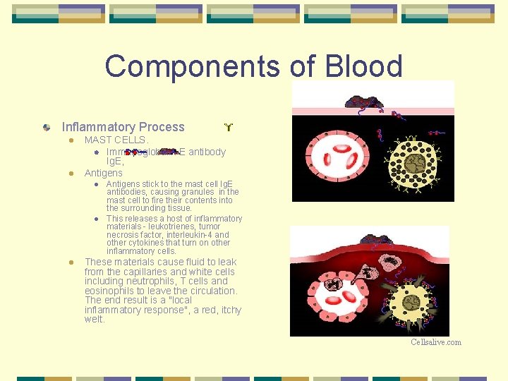 Components of Blood Inflammatory Process l l MAST CELLS. l Immunoglobulin E antibody Ig.