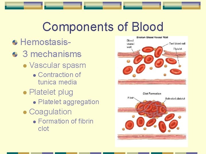 Components of Blood Hemostasis 3 mechanisms l Vascular spasm l l Platelet plug l