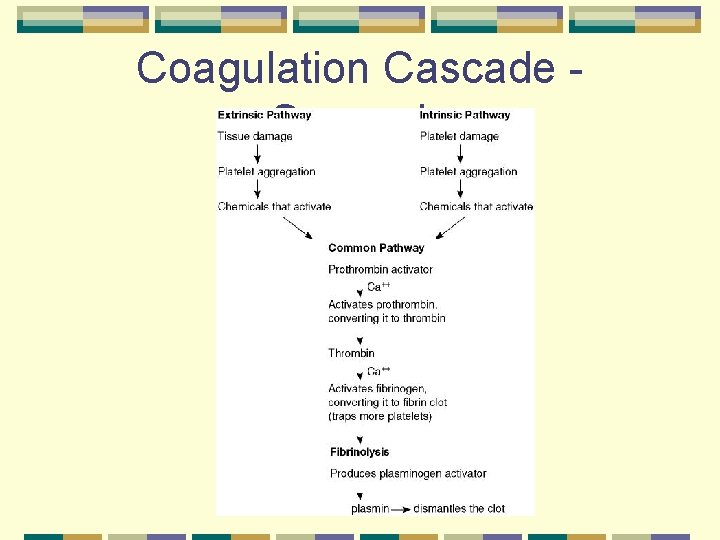 Coagulation Cascade - Synopsis 