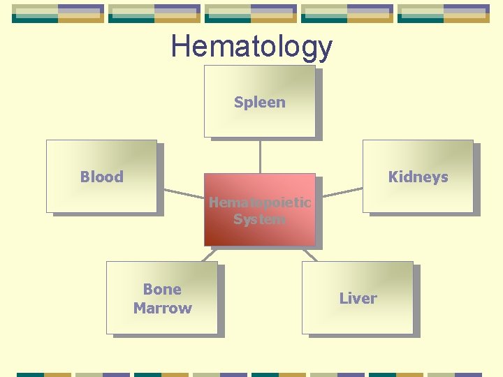 Hematology Spleen Blood Kidneys Hematopoietic System Bone Marrow Liver 