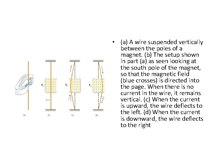 • (a) A wire suspended vertically between the poles of a magnet. (b) • (a) A wire suspended vertically between the poles of a magnet. (b)