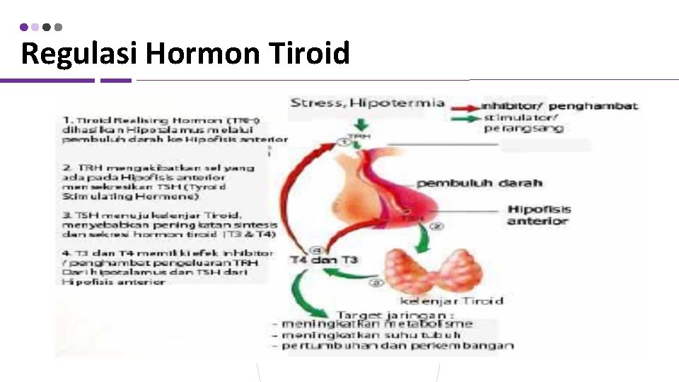 Regulasi Hormon Tiroid 