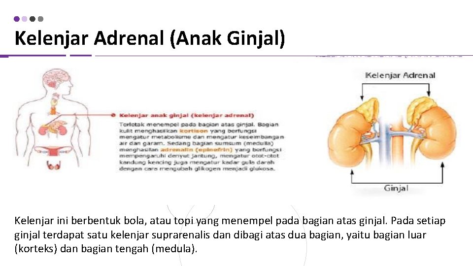 Kelenjar Adrenal (Anak Ginjal) Kelenjar ini berbentuk bola, atau topi yang menempel pada bagian