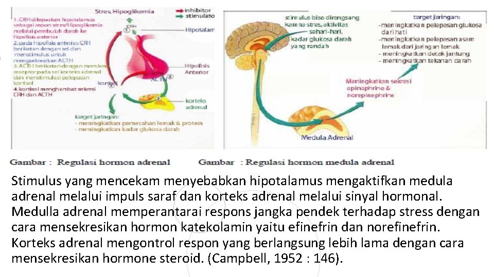 Stimulus yang mencekam menyebabkan hipotalamus mengaktifkan medula adrenal melalui impuls saraf dan korteks adrenal