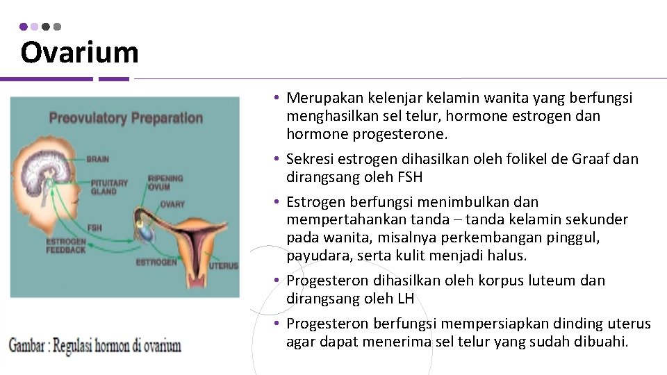 Ovarium • Merupakan kelenjar kelamin wanita yang berfungsi menghasilkan sel telur, hormone estrogen dan