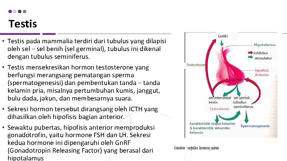 Testis • Testis pada mammalia terdiri dari tubulus yang dilapisi oleh sel – sel