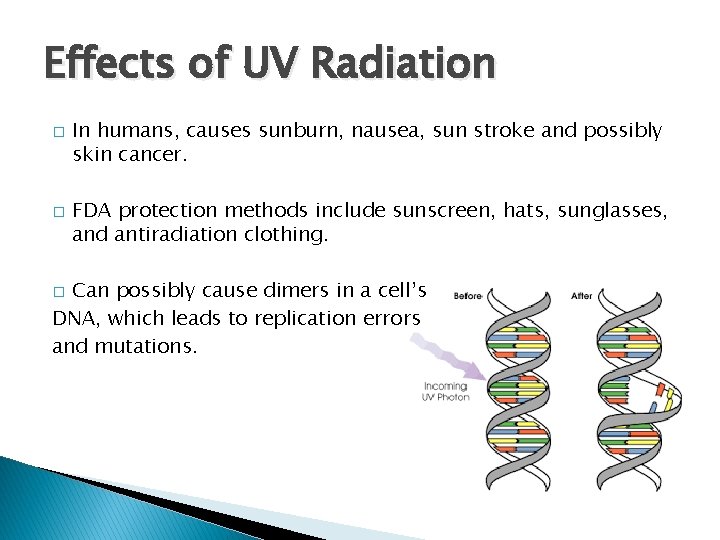 Effects of UV Radiation � � In humans, causes sunburn, nausea, sun stroke and