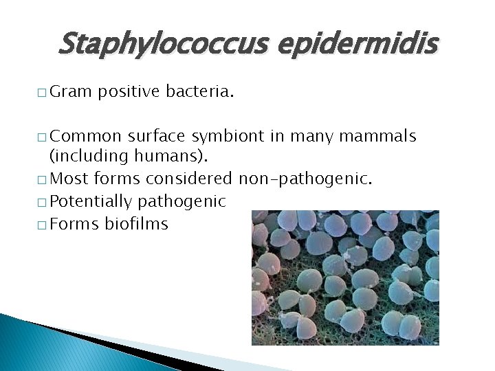 Staphylococcus epidermidis � Gram positive bacteria. � Common surface symbiont in many mammals (including Staphylococcus epidermidis � Gram positive bacteria. � Common surface symbiont in many mammals (including