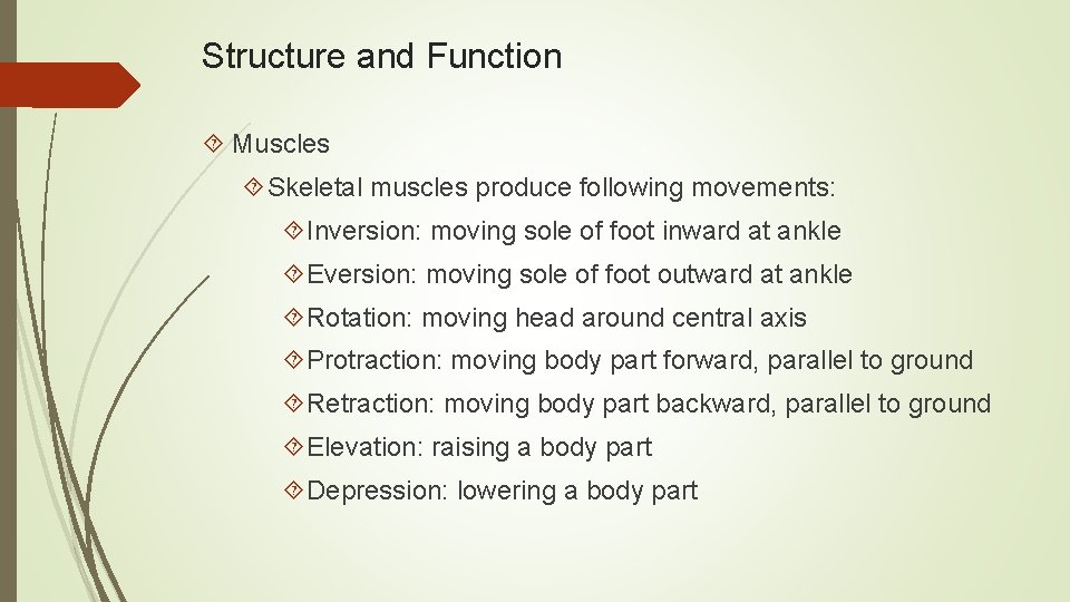 Structure and Function Muscles Skeletal muscles produce following movements: Inversion: moving sole of foot