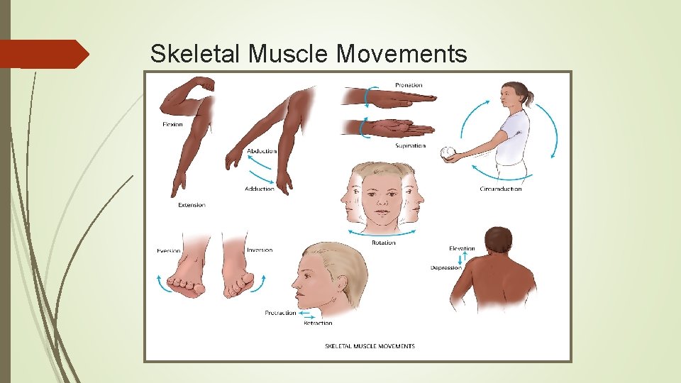 Skeletal Muscle Movements 