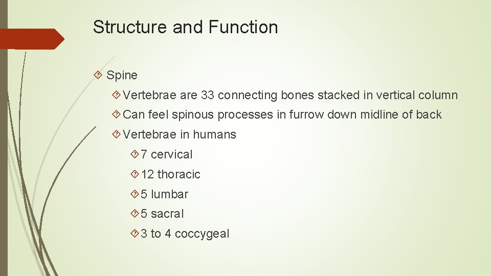 Structure and Function Spine Vertebrae are 33 connecting bones stacked in vertical column Can