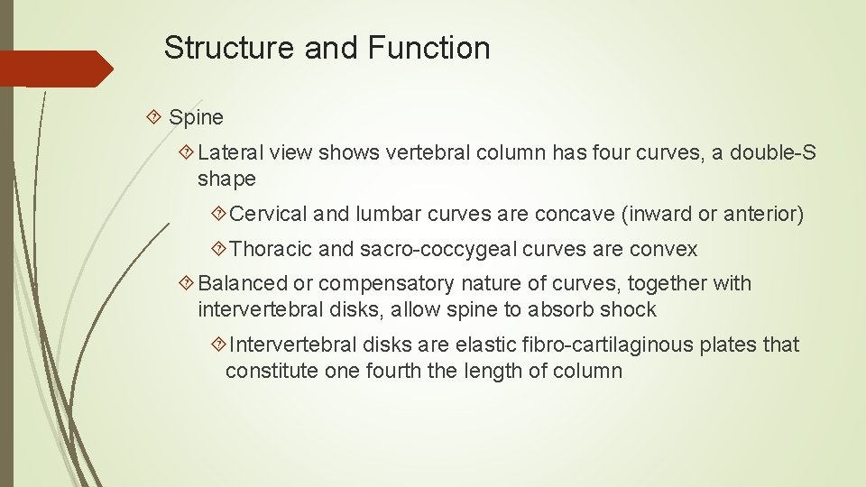 Structure and Function Spine Lateral view shows vertebral column has four curves, a double-S