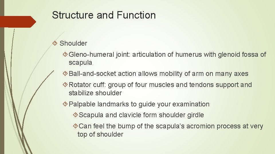 Structure and Function Shoulder Gleno-humeral joint: articulation of humerus with glenoid fossa of scapula