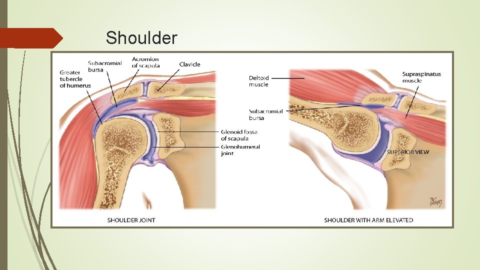 Shoulder 