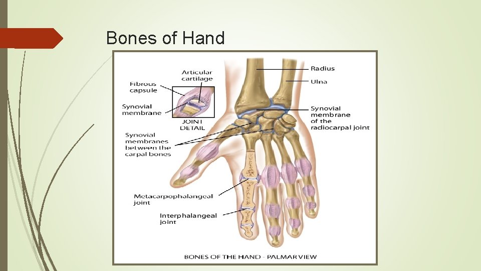 Bones of Hand 