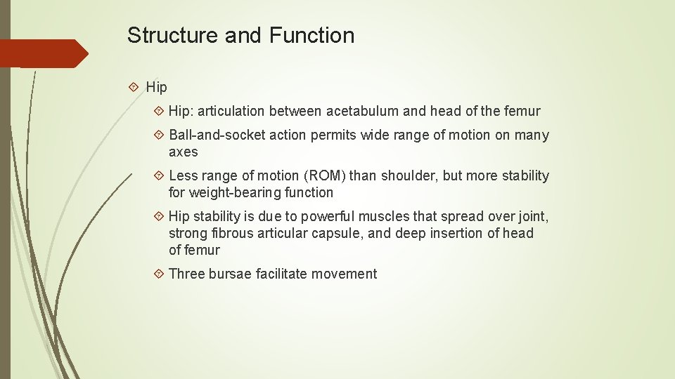 Structure and Function Hip: articulation between acetabulum and head of the femur Ball-and-socket action