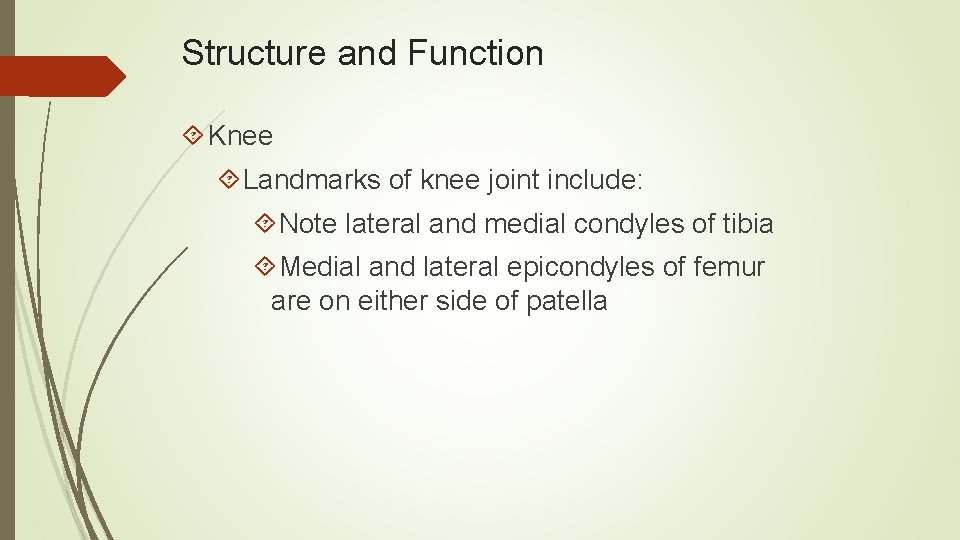 Structure and Function Knee Landmarks of knee joint include: Note lateral and medial condyles