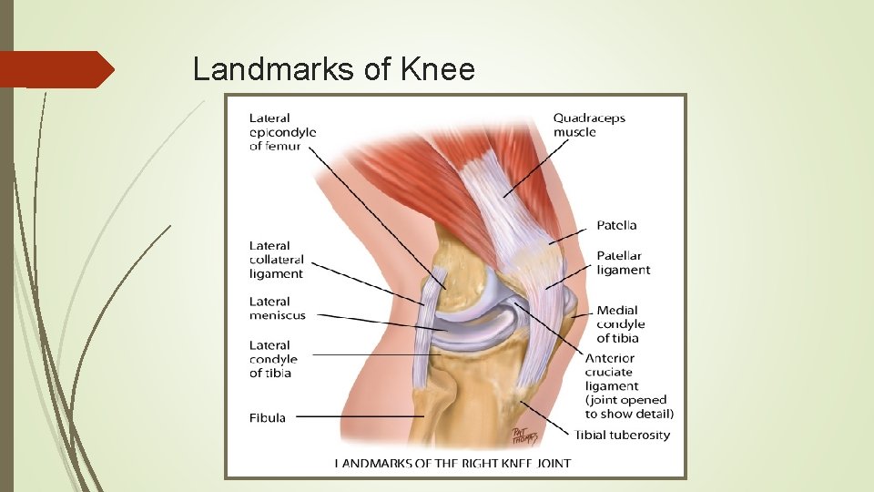 Landmarks of Knee 