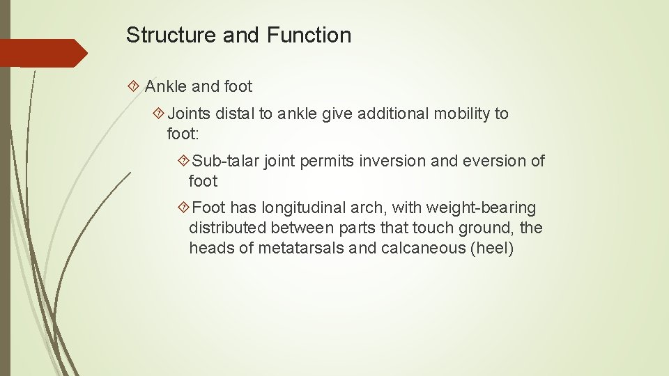 Structure and Function Ankle and foot Joints distal to ankle give additional mobility to