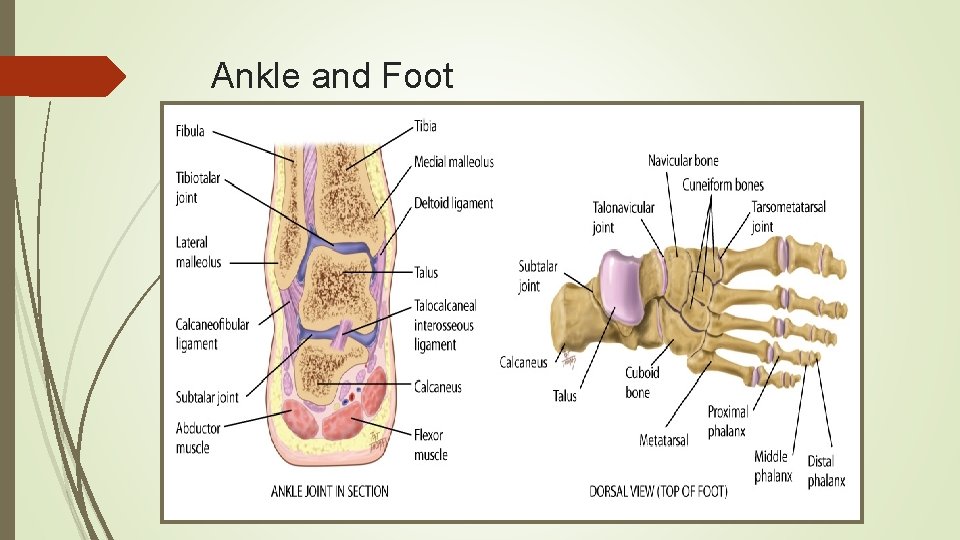 Ankle and Foot 