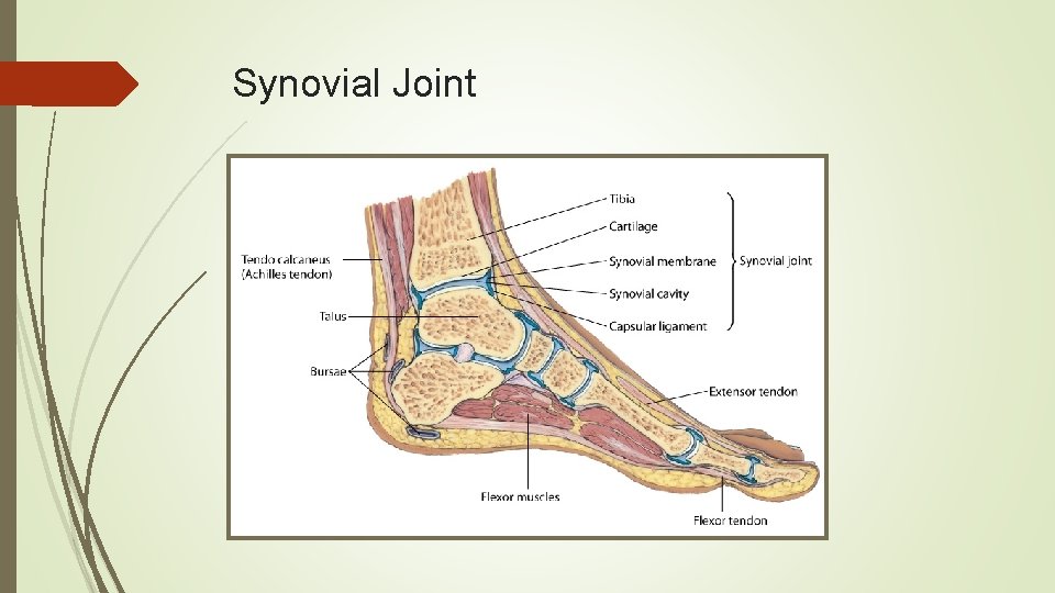 Synovial Joint 