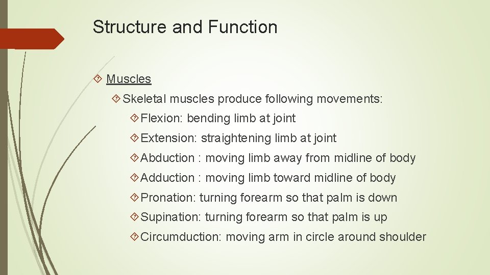 Structure and Function Muscles Skeletal muscles produce following movements: Flexion: bending limb at joint