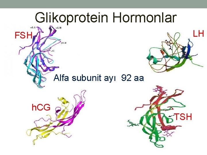 Glikoprotein Hormonlar LH FSH Alfa subunit ayı 92 aa h. CG TSH 