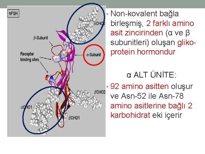  • Non-kovalent bağla birleşmiş, 2 farklı amino asit zincirinden (α ve β subunitleri)